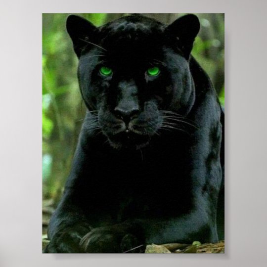 Sleek Black Panther Cat With Green Eyes Poster Zazzle Com