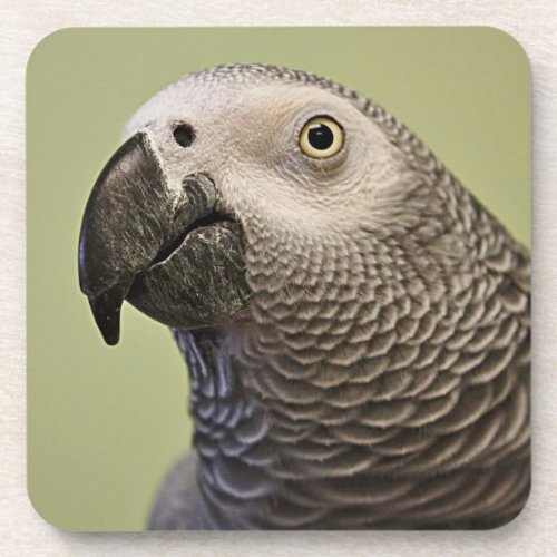 Sleek Congo African Gray Parrot Beverage Coaster