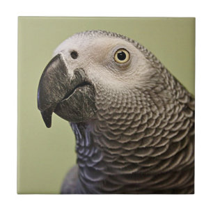 Sleek Congo African Grey Parrot Ceramic Tile