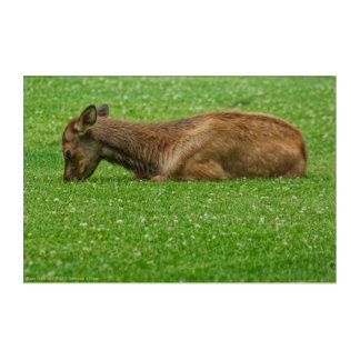Sleep Little One Acrylic Print