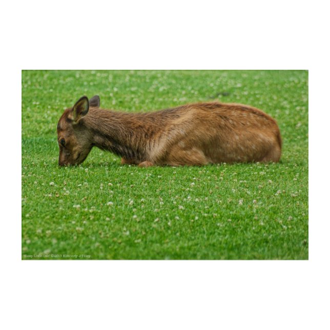 Sleep Little One Acrylic Print (Front)