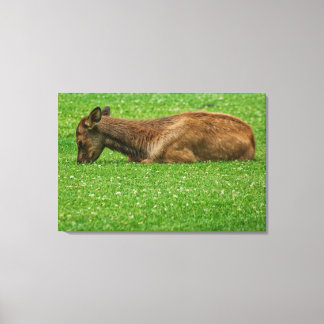 Sleep Little One Canvas Print