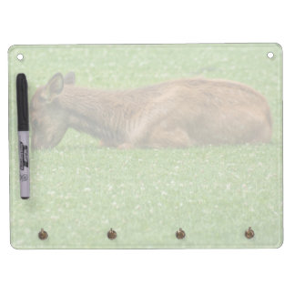 Sleep Little One Dry Erase Board With Keychain Holder