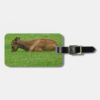 Sleep Little One Luggage Tag