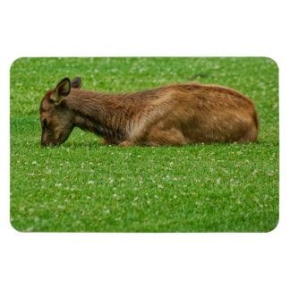 Sleep Little One Magnet