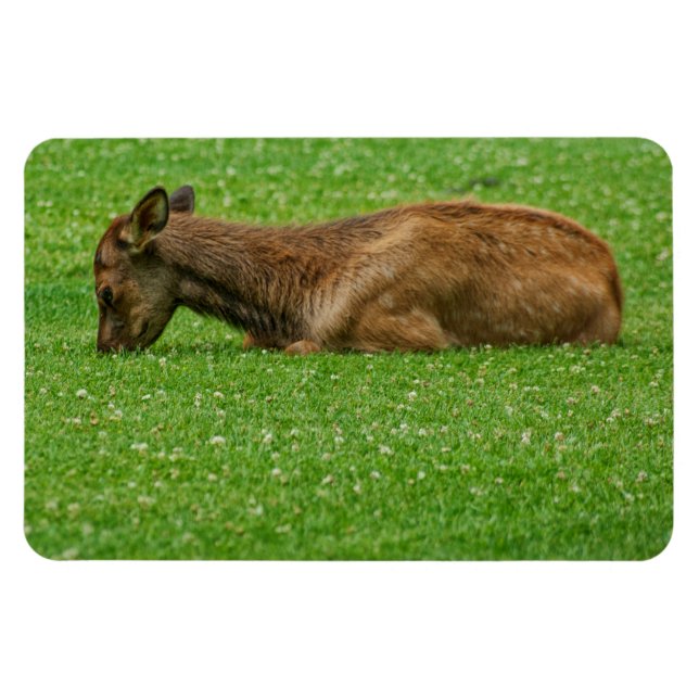 Sleep Little One Magnet (Horizontal)