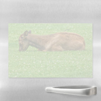 Sleep Little One Magnetic Dry Erase Sheet