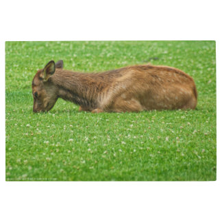 Sleep Little One Metal Print
