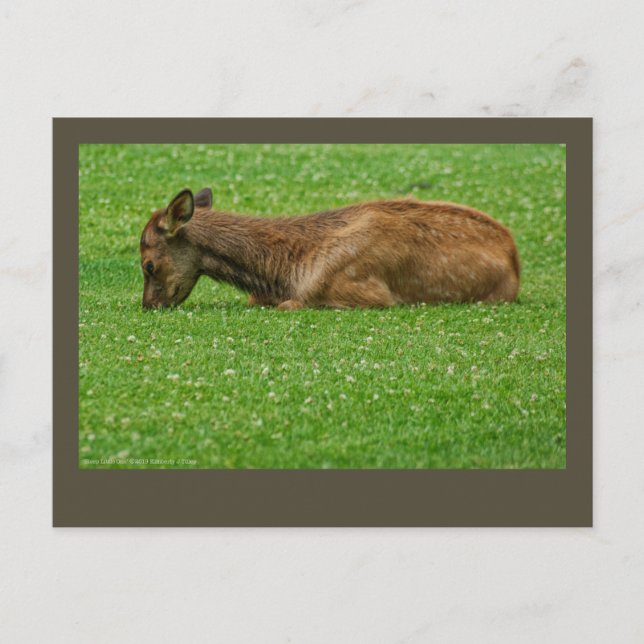 Sleep Little One Postcard (Front)