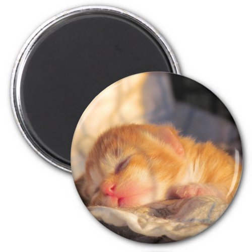 Sleep Tight Sweet Kitty Magnet