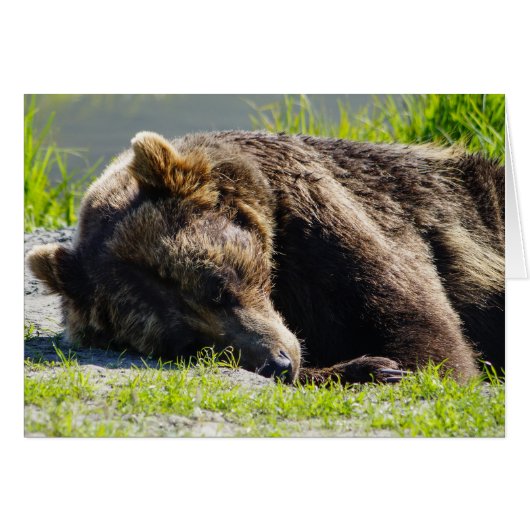 Sleeping Alaska Grizzly Bear Cards (Front Horizontal)