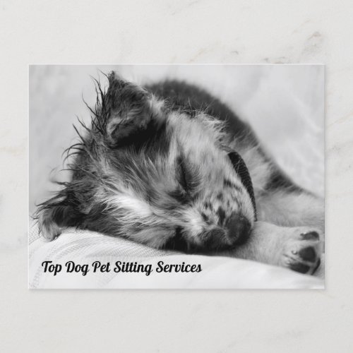 Sleeping Australian Shepherd Puppy Pet Sitters Postcard