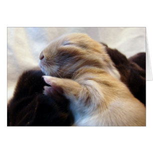 Sleeping Baby Bunny Cards