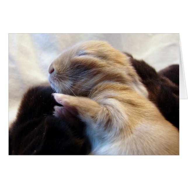 Sleeping Baby Bunny Cards (Front Horizontal)