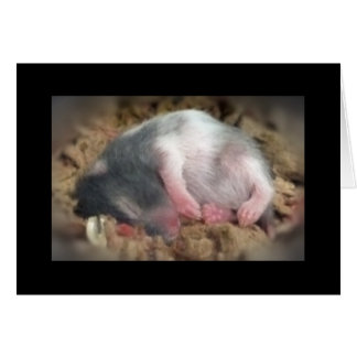 Sleeping Baby Hamster Cards