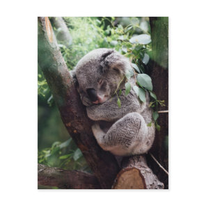 Sleeping Baby Koala Postcard