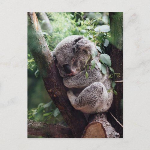 Sleeping Baby Koala Postcard