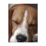 Sleeping Beagle Postcard