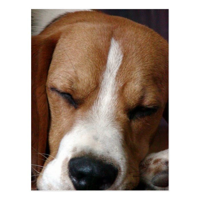 Sleeping Beagle Postcard