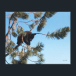 Sleeping Bear Cub Canvas Print<br><div class="desc">Photograph of a bear cub napping in a tree in Bear Country, South Dakota.</div>