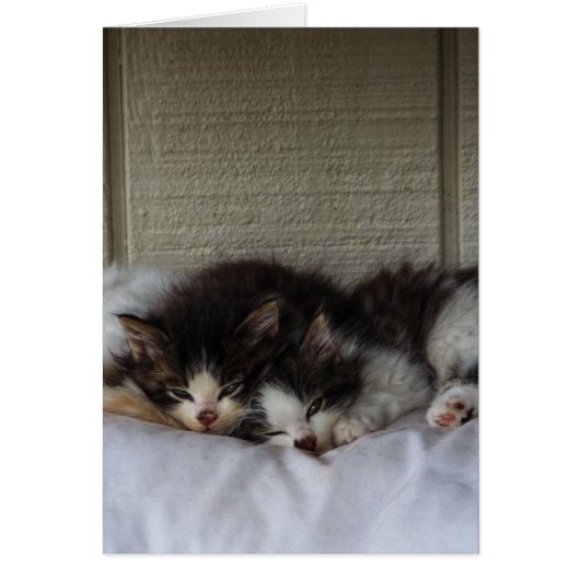 Sleeping Beauties (Front)