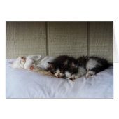 Sleeping Beauties (Front Horizontal)