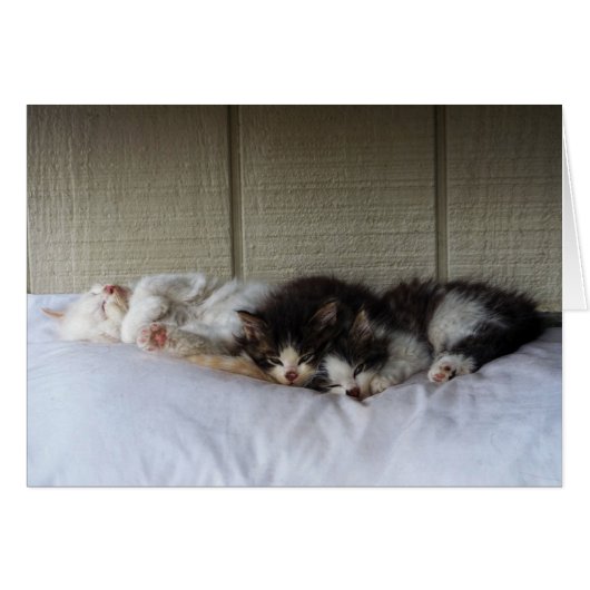 Sleeping Beauties Cards (Front Horizontal)