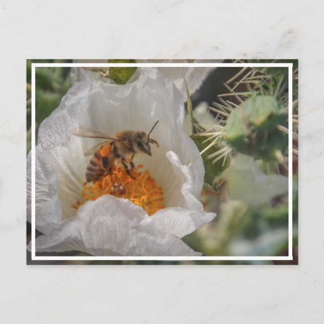 Sleeping Bee Postcard (Front)