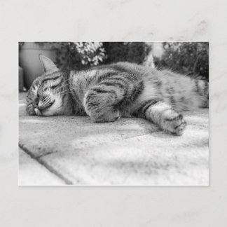 Sleeping black and white cat postcard