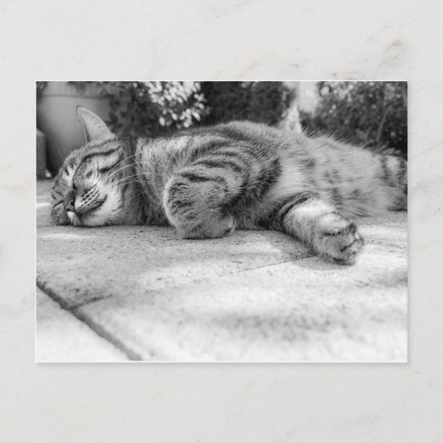Sleeping black and white cat postcard (Front)