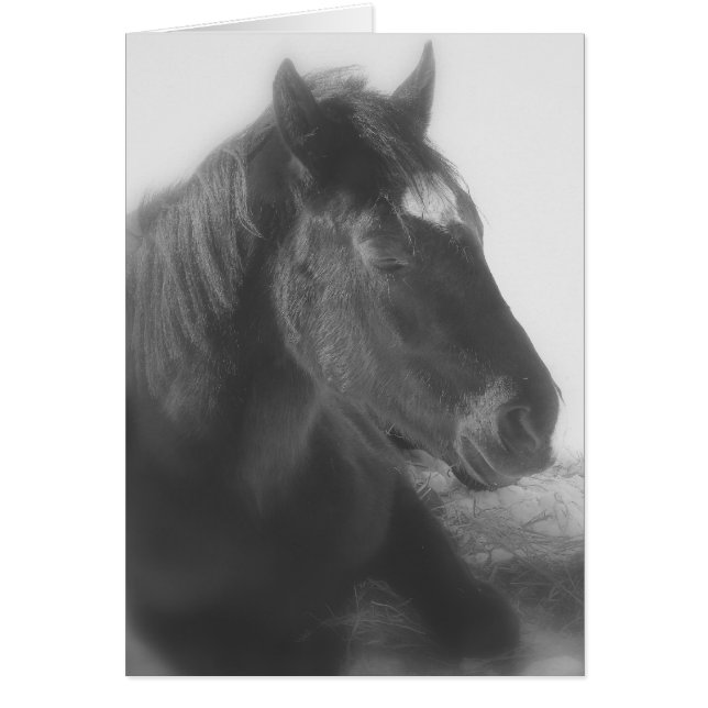 Sleeping Black Horse Cards (Front)