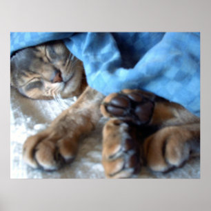 Sleeping Blue Aby Cat in Blue Poster