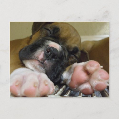 Sleeping Boxer puppy postcard
