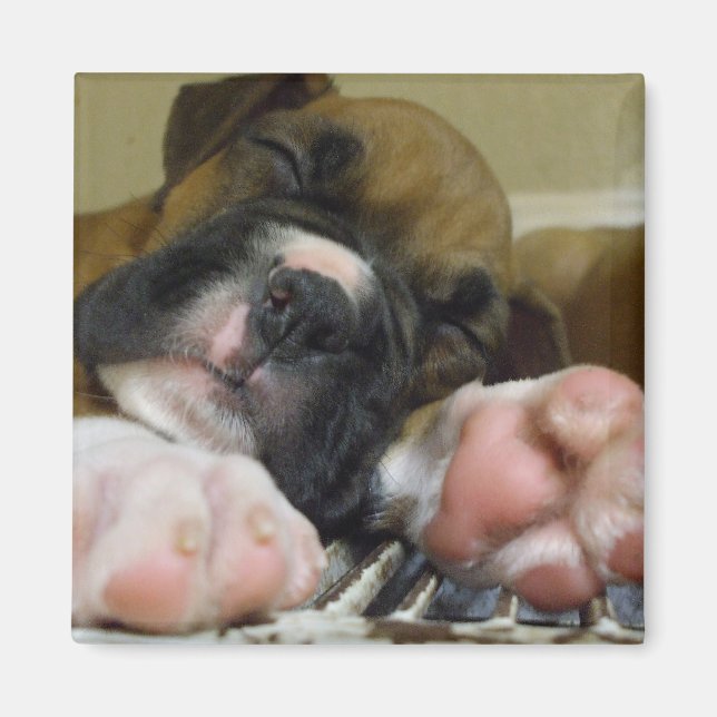 Sleeping Boxer puppy square magnet (Front)