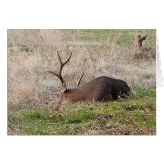 Sleeping Buck/Wake Me For the Cake Cards (Front Horizontal)
