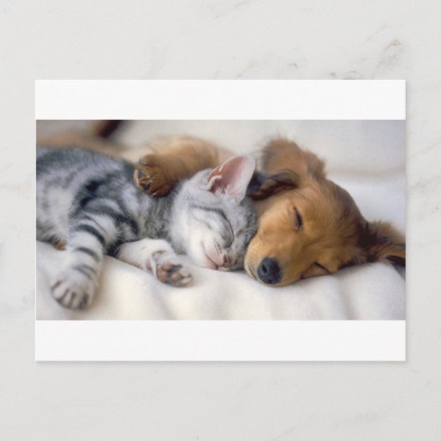 Sleeping Buddies Postcard (Front)