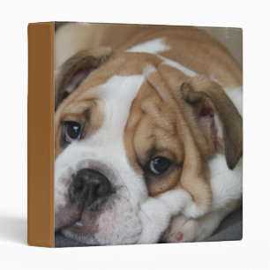 Sleeping Bulldog Binder
