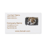 Sleeping Bulldog Business Cards