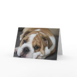 Sleeping Bulldog Greeting Card