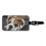 Sleeping Bulldog Luggage Tag