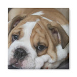 Sleeping Bulldog Magnet