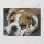 Sleeping Bulldog Postcard