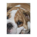Sleeping Bulldog Postcard