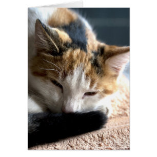 Sleeping Calico Cards
