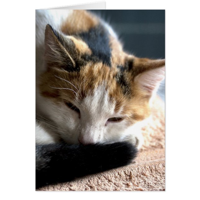 Sleeping Calico Cards (Front)