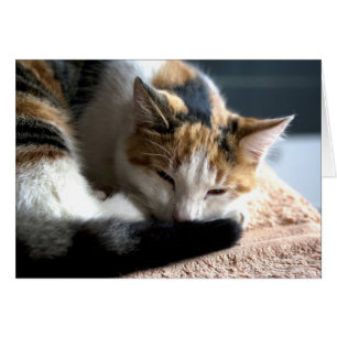 Sleeping Calico Cat Cards
