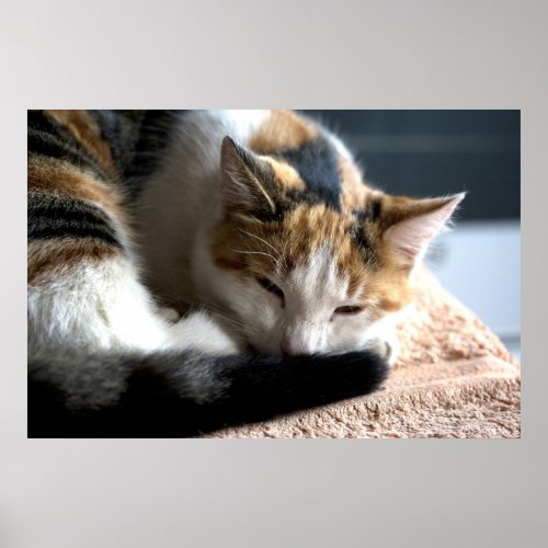 Sleeping Calico Cat Poster
