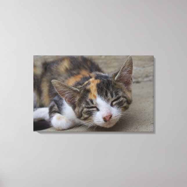 Sleeping Calico Kitten Canvas Print (Front)