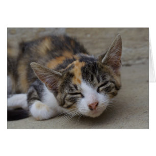 Sleeping Calico Kitten Cards