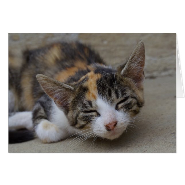 Sleeping Calico Kitten Cards (Front Horizontal)
